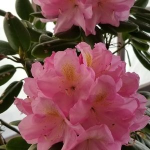 Meet your Posher, Carol